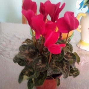 Meet your Posher, Maribel